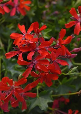 Geranium Trailing Red Six Pack