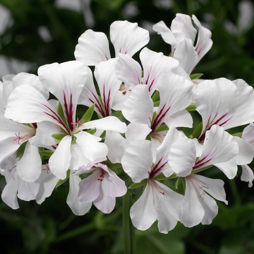 Geranium Trailing White Six Pack