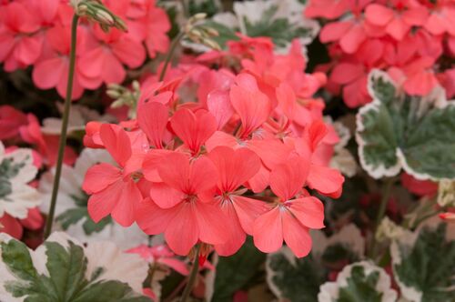 Geranium Variegated Frank Headley 1 Litre