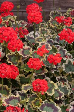 Geranium Variegated Mrs Pollock 1 Litre
