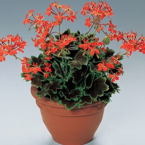 Geranium Variegated Vancouver Centennial 1 Litre