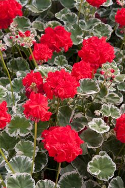 Geranium Variegated Wilhelm Langguth 1 Litre
