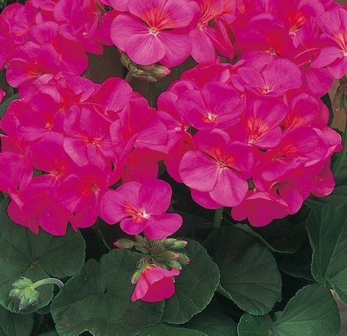 Geranium Violet 10.5cm