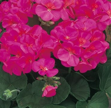 Geranium Violet 10.5cm