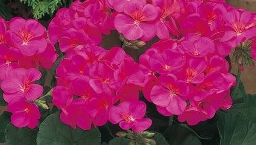 Geranium Violet Jumbo Six Pack