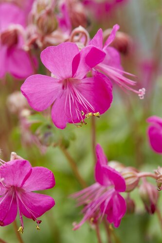 Geranium Vivid Pink 3 Litre