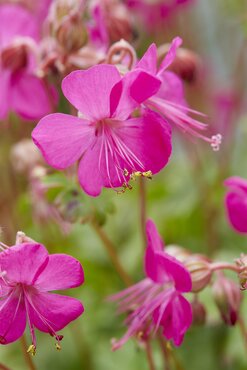 Geranium Vivid Pink 3 Litre