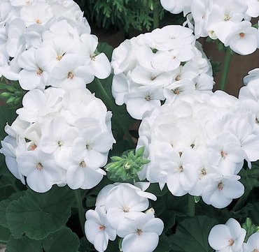 Geranium White 1 Litre