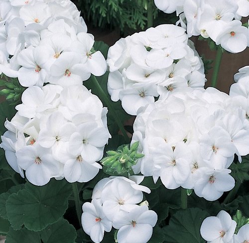 Geranium White 10.5cm