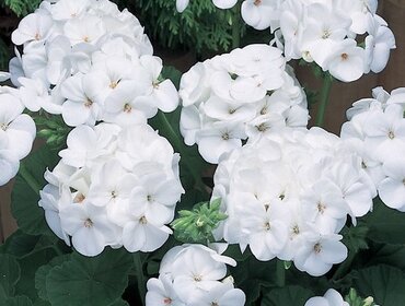 Geranium White Jumbo Six Pack