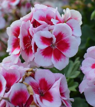 Geranium White Splash 10.5cm