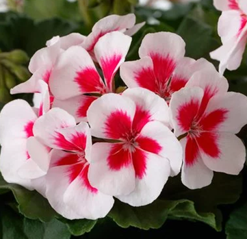 Geranium White Splash Jumbo Six Pack