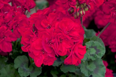 Geranium Zonal Fantasia Dark Red Premium Plug