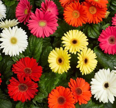 Gerbera Mixed Jumbo Six Pack