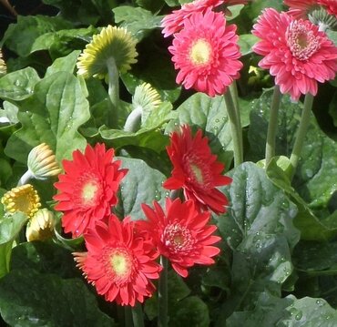 Gerbera Mixed Jumbo Six Pack