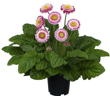 Gerbera Sunshapers Corine 3 Litre