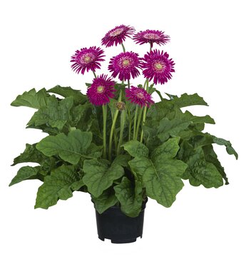 Gerbera Sunshapers Karen 3 Litre