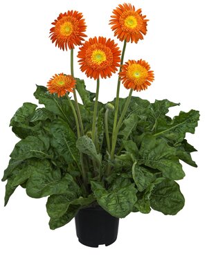 Gerbera Sunshapers Rianne 3 Litre