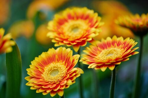 Gerbera Sweet Blaze 2 Litre