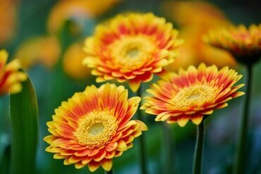 Gerbera Sweet Blaze 3 Litre