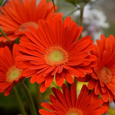 Gerbera Sweet Glow Orange 3 Litre
