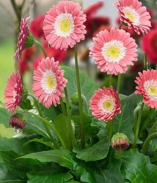 Gerbera Sweet Memories Pink 3 Litre