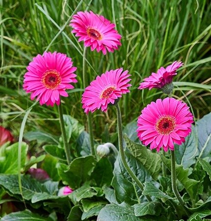 Gerbera Sweet Sparkle 2 Litre