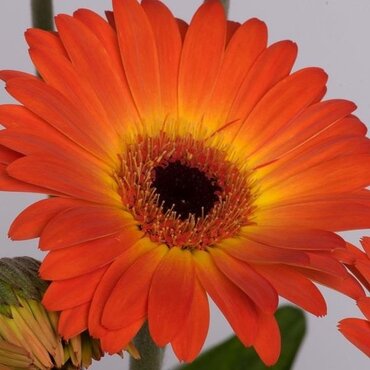 Gerbera Sweet Sunset 2 Litre