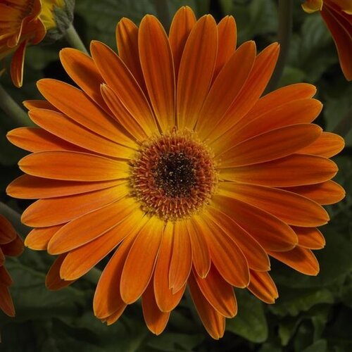 Gerbera Sweet Sunset Yellow 3 Litre