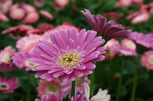 Gerbera Sweet Surprise 2 Litre