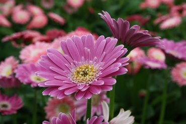 Gerbera Sweet Surprise 2 Litre