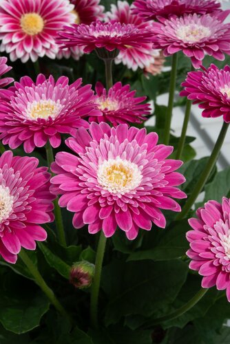Gerbera Sweet Treat 2 Litre