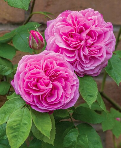 Gertrude Jekyll Shrub Rose 6 Litre - image 1