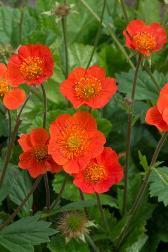 Geum Borisii 9cm