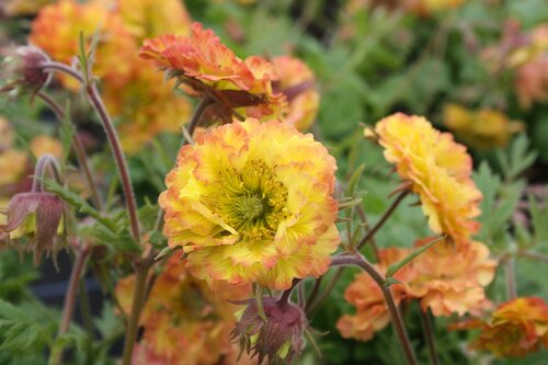 Geum Can Can 2 Litre