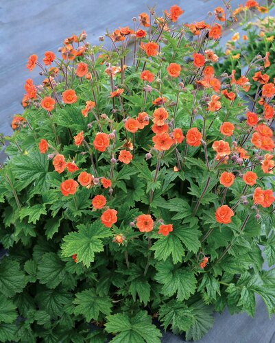 Geum Coccineum Tosai 9cm
