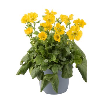 Geum Coccineum Tosai Yellow 9cm