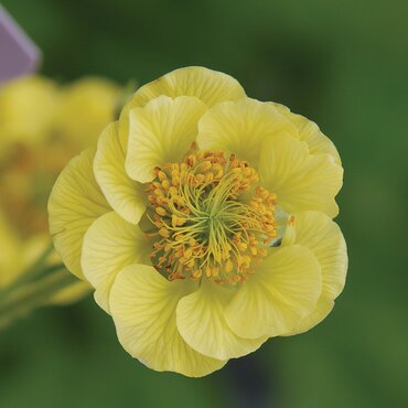 Geum Cocktail Banana Daquiri 2 Litre