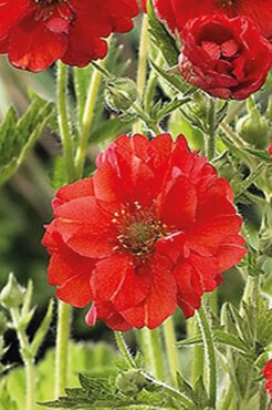 Geum Fiery Tempest 3 Litre