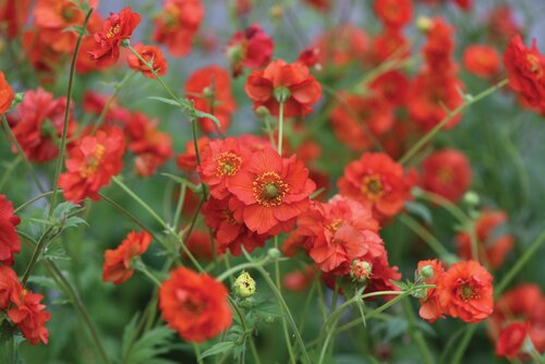 Geum Fiery Tempest 3 Litre