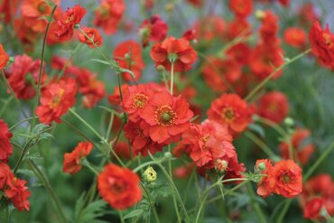 Geum Fiery Tempest 3 Litre