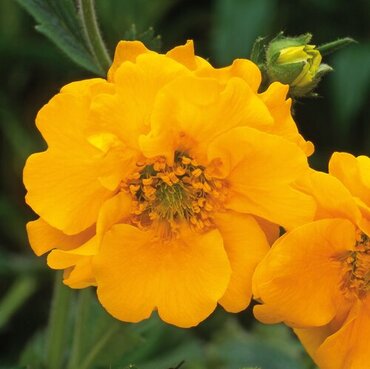 Geum Lady Stratheden 9cm