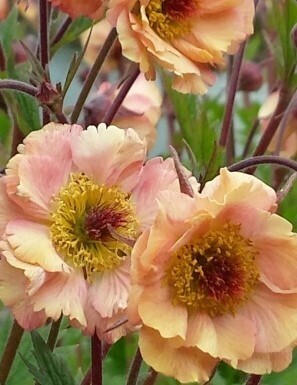 Geum Mai Tai 2 Litre