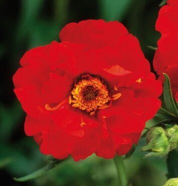Geum Mrs Bradshaw 2 Litre