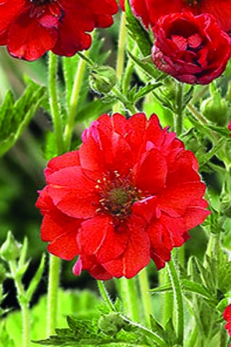 Geum Mrs Bradshaw 3 Litre