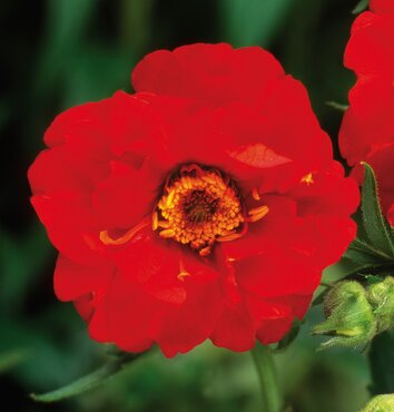 Geum Mrs Bradshaw 3 Litre