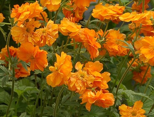 Geum Orange Pumpkin 2 Litre