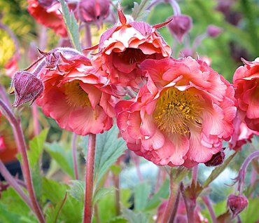 Geum Pink Petticoats 2 Litre