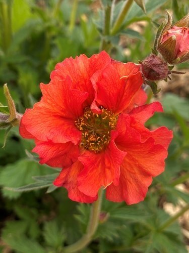 Geum Scarlet Tempest 3 Litre