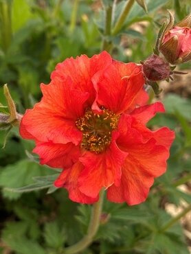 Geum Scarlet Tempest 3 Litre